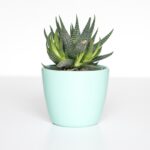 Ceramic Plant Pot Set